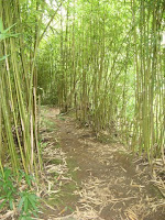 Bamboo forest trail on Maui Hawaii