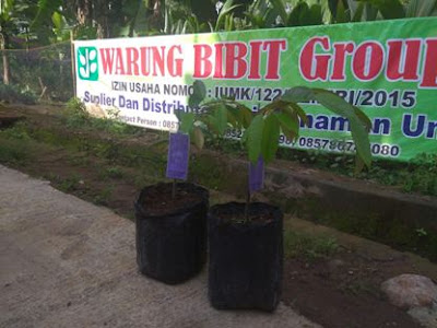 Bibit Durian Montong Kromo Banyumas Berlabel