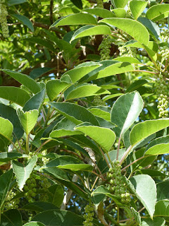 Belombra - Phytolacca dioica - Raisinier dioïque 