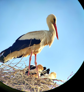 White Stork with nestlings at Erythres village, Attica