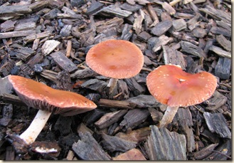 20111122 Leratiomyces ceres (55)