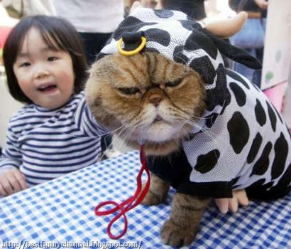 Cat dressed in cow.