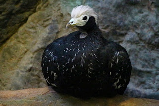 Blue-Throated Piping-Guan