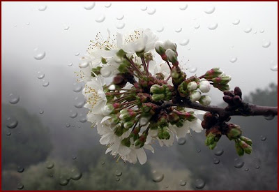 Flor de cirerer