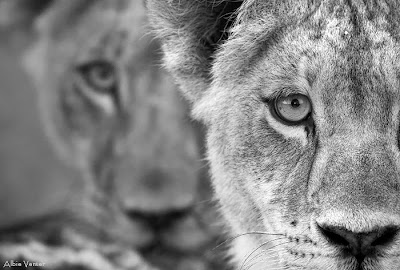 chiefs island, albie venter, photographic opportunities, okavango delta,