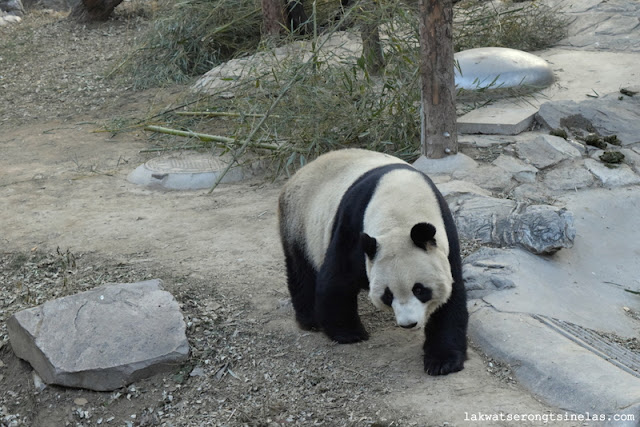 THE SHORT WINTER STROLL AT BEIJING ZOO