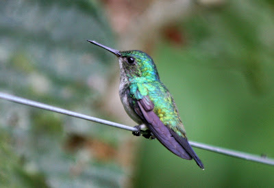 Aves de El Salvador