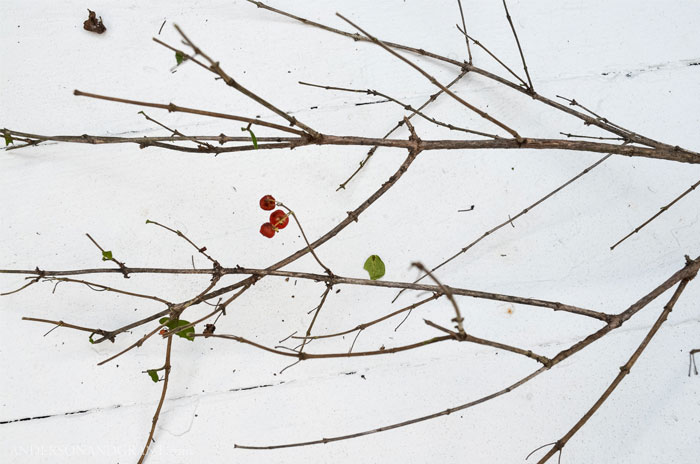 Learn how to transform faux flowers, leaves, and berries into realistic looking branches  to use for decorating your home.  Tutorial at www.andersonandgrant.com