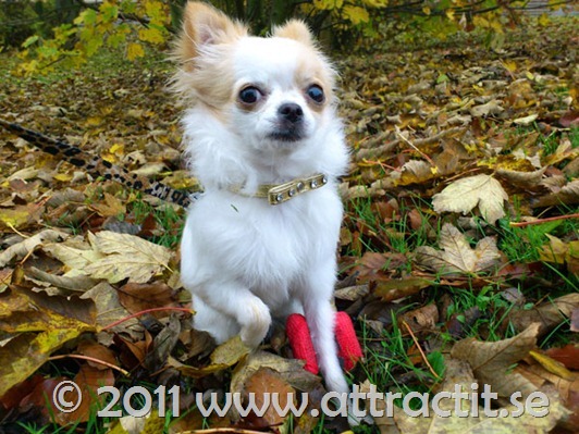 chihuahua-lov
