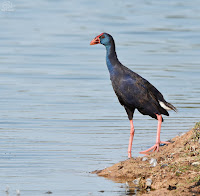 calamón común (Porphyrio porphyrio)