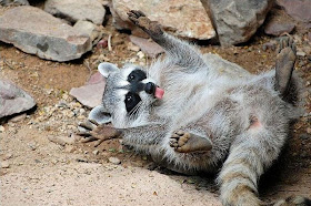 funny animal pictures, raccoon
