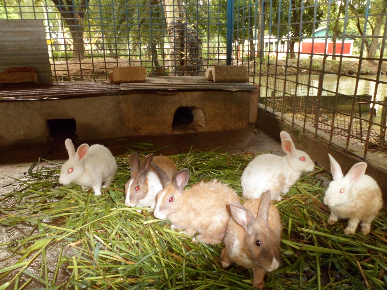 Rabbit Farming in Kenya  ROYSFARM