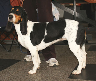 Berner Laufhund Switzerland Dog