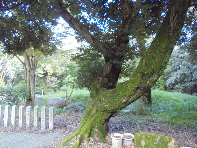 近江神宮からの風景