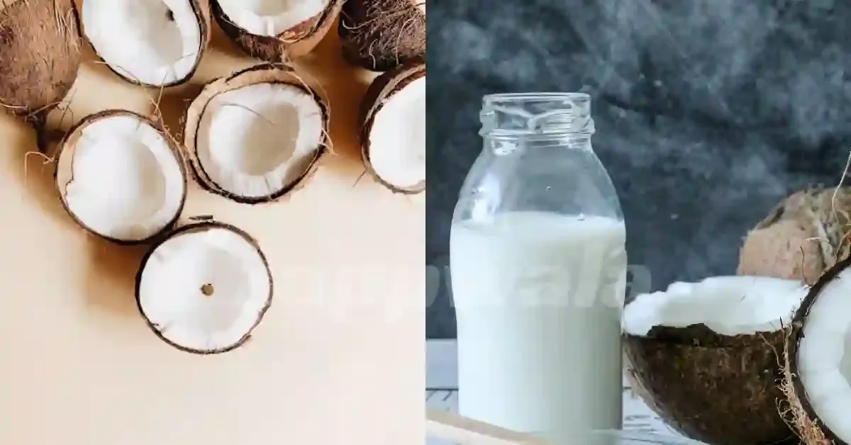 Learn how to make coconut milk in satvic style at home. Natural and plant based milk