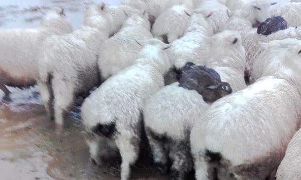 Floods in New Zealand Photograph