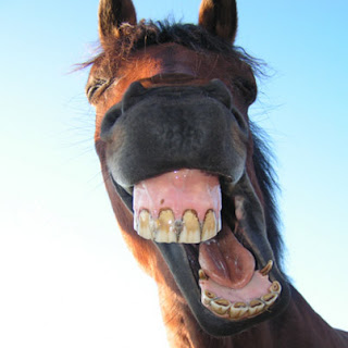 Funny Horse Face