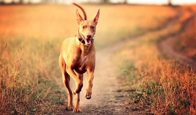 "Pharaoh Hound Dog: A graceful sighthound breed with its sleek physique and alert expression, embodying elegance and beauty, perfect for dog lovers seeking a regal companion."