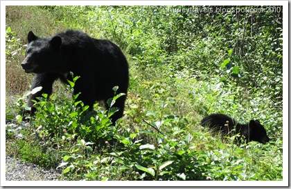 Black bear and her cub out foraging for a meal as we were traveling toward Stewart, B. C. and Hyder, AK, on August 17.  There was another cub with them, but the two babies were moving around too much to catch them all at once.  Soon Momma Bear turned and led them slowly back into the trees.  