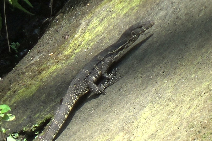 Dlium Common water monitor (Varanus salvator)