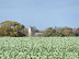 Distant view of Kelsale church