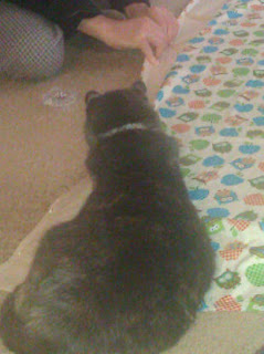 photo of Maggie cat sprawled out on the backing fabric!