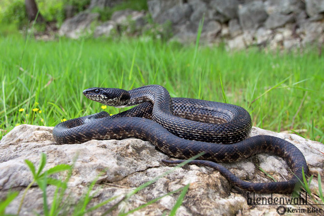 Vierstreifennatter - Elaphe quatuorlineata