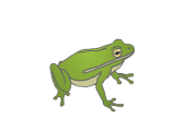 frog