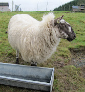 I have a sheep. Actually it's not really mineI sort of have it on loan.