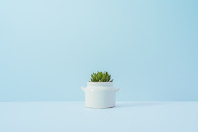 Minimalist cactus in a white pot