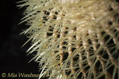 Cactus Spines