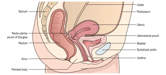 female pelvis