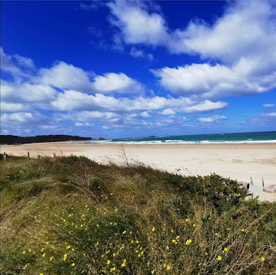 A bright blue sky with scattered white clouds, over a golden beach in the centre of the image and dunes covered with grasses in the foreground.