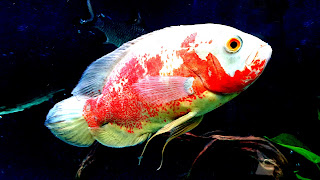 Albino Tiger Oscar Fish HD Background