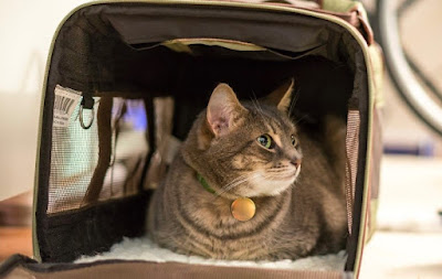 Tips Selecting the Best Cat Carrier