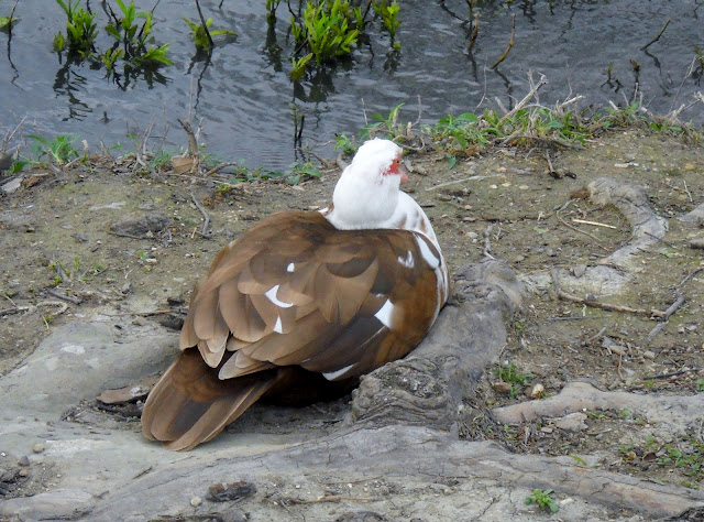 Muscovy Duck at White Rock Lake, Dallas, Texas