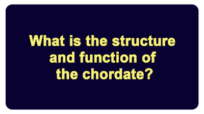 What is the structure and function of the chordate?