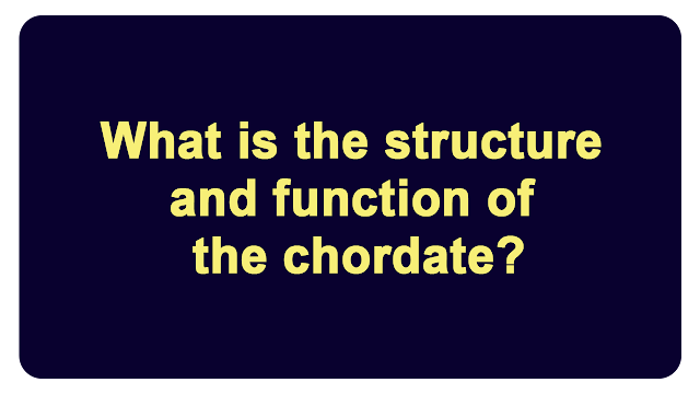 What is the structure and function of the chordate?