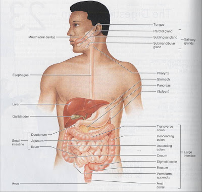 digestive system diagram blank. lank digestive system diagram