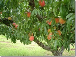 Fruit Tree Peach