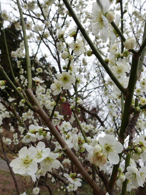 とっとり花回廊　ウメ（梅）