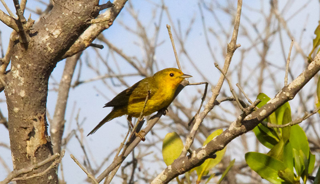 Iniciativa para promover a Yucatán como destino de turismo de naturaleza basado en la observación de las aves Foto Antonio Sánchez