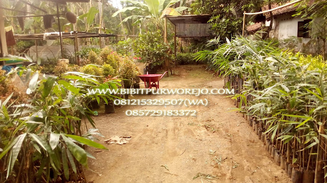 Jual bibit bambu, bibit bambu, bibit purworejo, jual bibit bambu petung, jual bibit bambu petung kultur, bibit bambu petung kultur jaringan, bibit bambu, jual bibit bambu, bambu petung, panen bambu petung, fungsi bambu petung, bambu terbesar, jual bibit bambu petung murah, jual bibit bambu petung unggul, bibit bambu stek, stek bambu petung, cara stek bambu petung, budidaya bambu petung, harga bambu petung, harga bibit bambu petung, jual bibit bambu petung murah, jual bibit bambu petung unggul, jual bibit bambu petung kultur jaringan, jual bibit bambu petung stek siap tanam, harga bibit bambu petung kultur jaringan, harga bibit bambu petung stek batang, cara buat bibit bambu petung, cara tanam bambu petung , jarak tanam bibit bambu petung, usia bambu petung, bambu petung super.