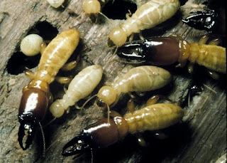 Termites.