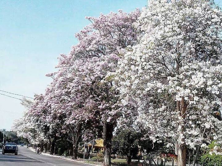 Pelik Gambar  Kedah Dilanda Musim Bunga  Sakura  2014 ScaniaZ