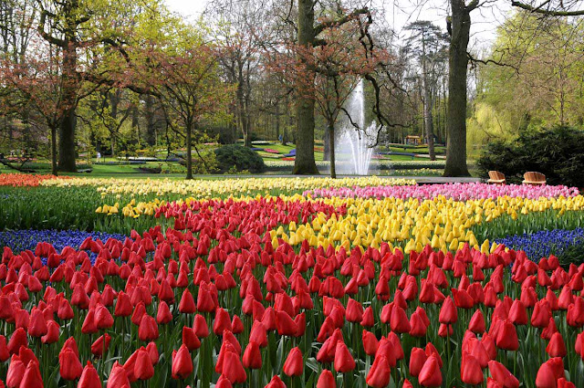 ze viagem campo de tulipas