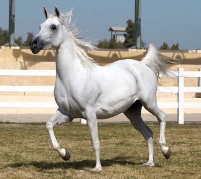 arabian horse wallpaper. arabian horse wallpaper.
