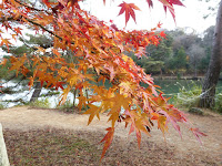 くろんど池 秋の紅葉ウォーキング