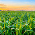 The History of Plant Vegetable in Coul Climate Refuted