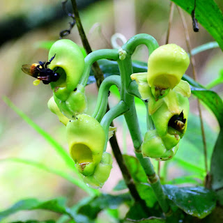 Bee Pollinium